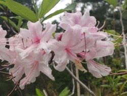 Aromi's Touch of Pink Deciduous Native Azalea, Rhododendron x 'Touch of Pink'